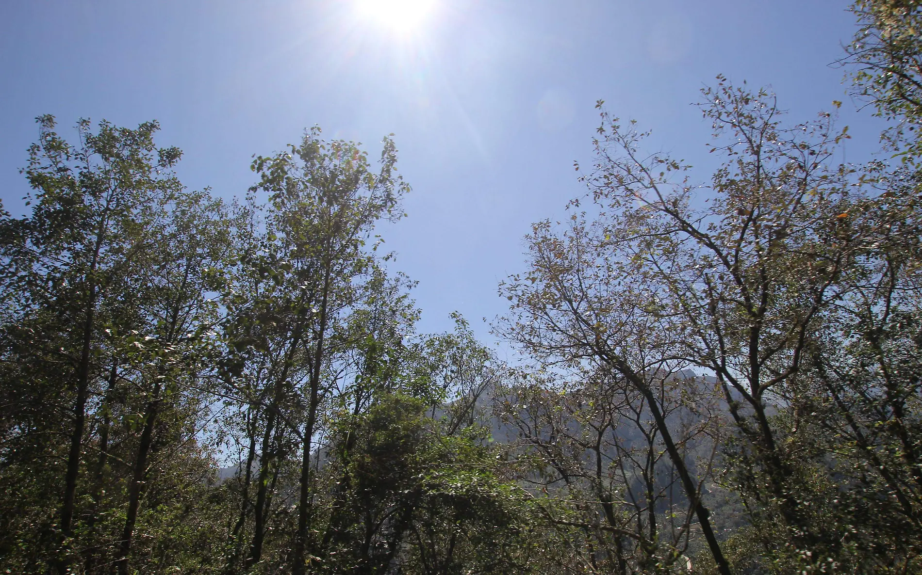 Glaciar del Pico de Orizaba | Bosque